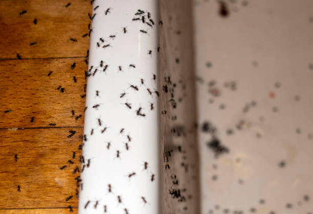 Best Rat Extermination Near Me  in Trinity, AL