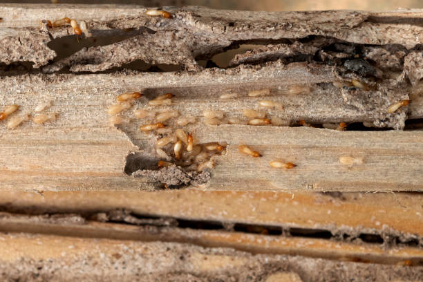 Best Residential Pest Control  in Trinity, AL