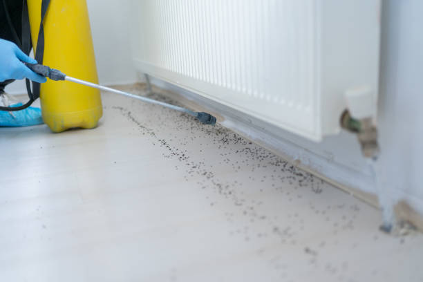 Best Affordable Pest Control Services  in Trinity, AL