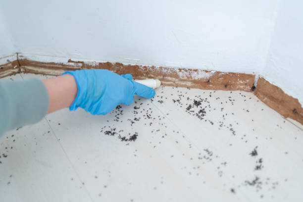 Best Wasp Removal Services  in Trinity, AL